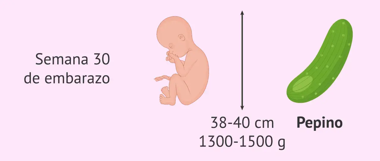 Bebé en semana 30 de embarazo, con tamaño similar a un pepino, mide 38-40 cm y pesa 1300-1500 g.