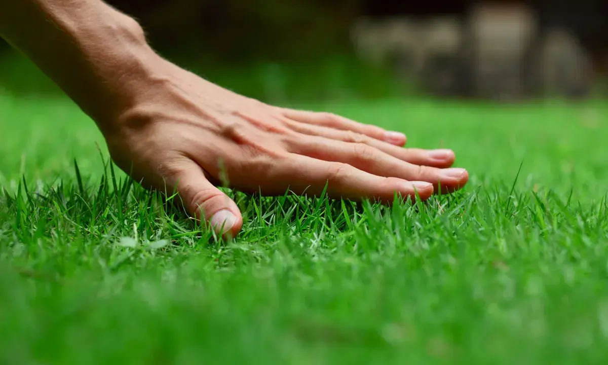A hand gently touches lush, green grass, perhaps after a refreshing morning water.