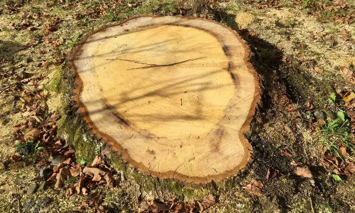 Gros plan sur une souche fraîchement coupée, entourée de feuilles mortes et de sciure. Le bois clair montre les cernes de croissance, prêt à faire pourrir une souche.