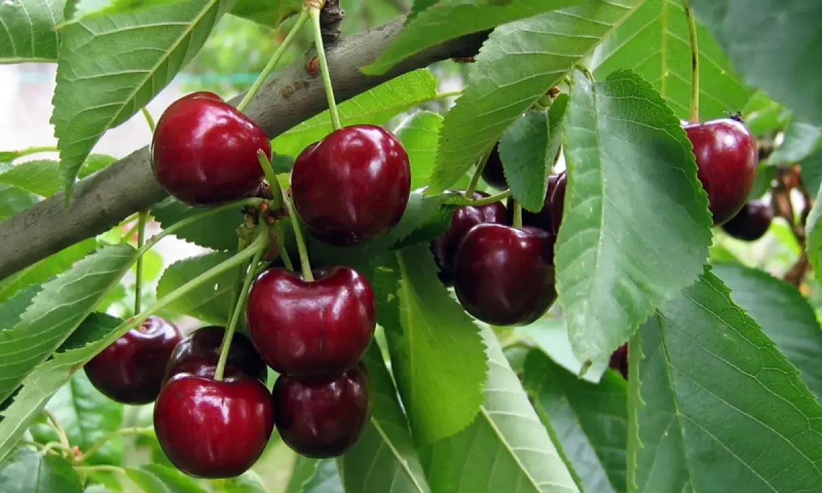 Cerises rouges foncées mûres sur une branche feuillue. Un cerisier commence à donner des fruits après 3 à 5 ans.