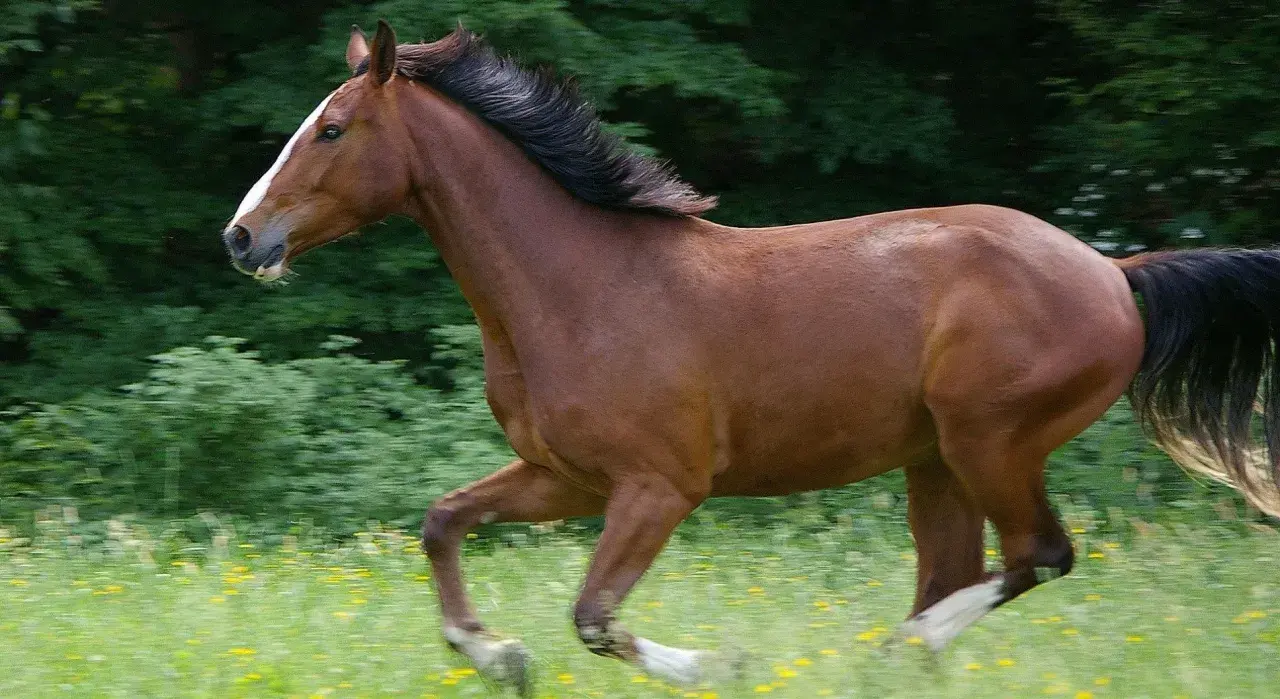 Braunes Warmblut-Pferd galoppiert über eine blühende Wiese.