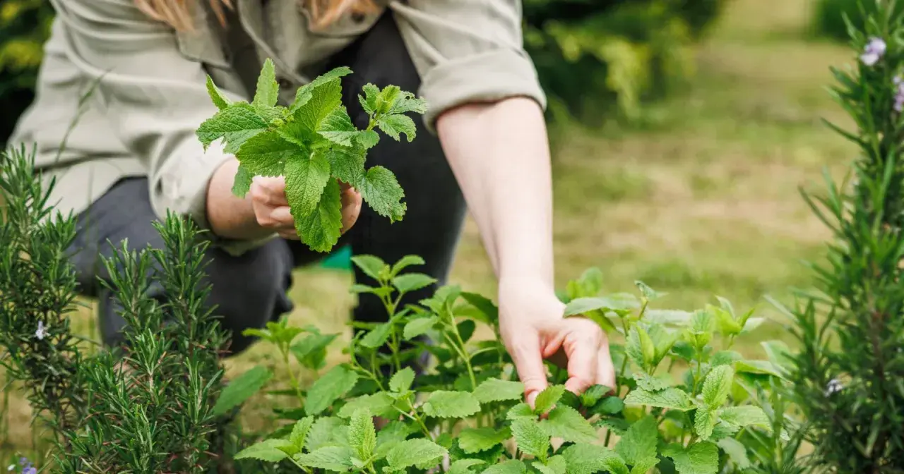 Une personne s'occupe de son jardin, tenant un bouquet de menthe fraîche. C'est le moment idéal pour planter de la menthe et profiter de son arôme.