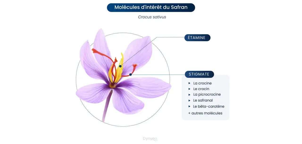 Fleur de safran (Crocus sativus) montrant les stigmates et étamines, sources de molécules aux nombreux safran bienfaits.
