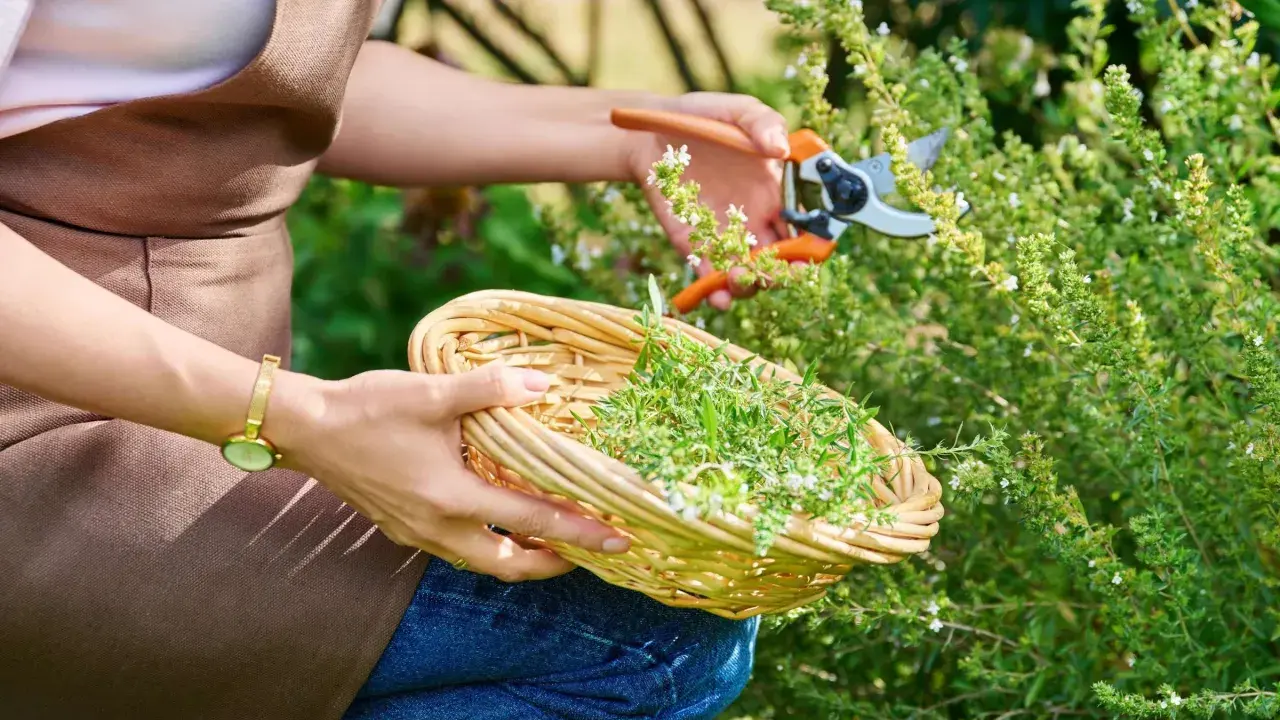 Frau schneidet Thymian mit einer Gartenschere und sammelt ihn in einem Korb.