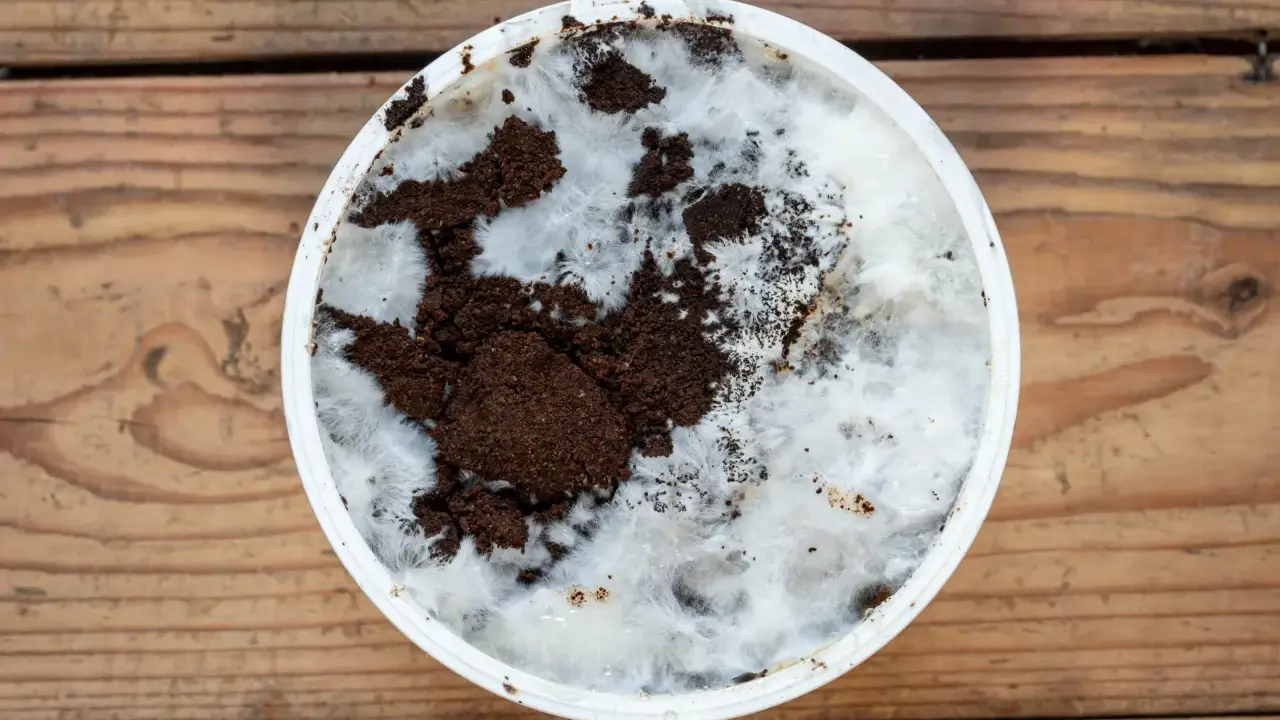 Culture de champignon sur marc de café dans un récipient blanc, sur fond de bois. Le mycélium blanc envahit le marc brun.