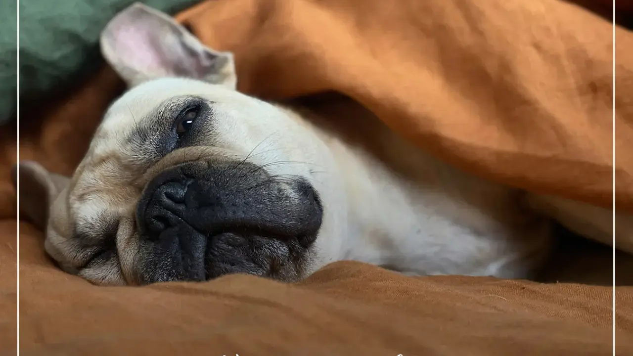 Francuski buldog pod kocem, z miną "nic mi się nie chce". Czy to choroba, czy po prostu weekend?