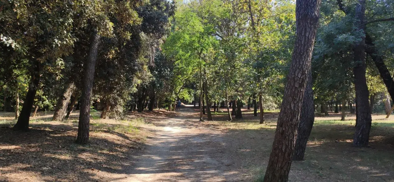 Sentiero ombreggiato tra pini e alberi verdi, ideale per una pedalata tra Cervia e Cesenatico.