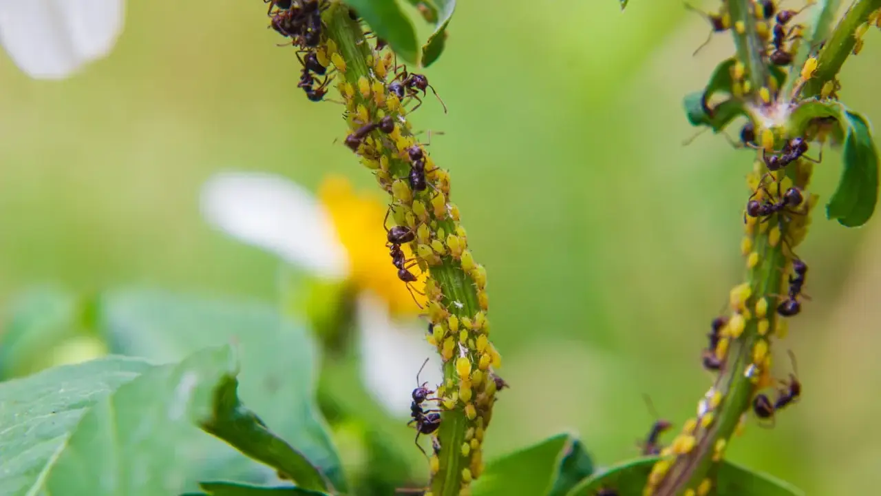 Des fourmis protègent une colonie de pucerons sur une tige verte. Une scène qui montre l'importance d'un anti pucerons naturel.