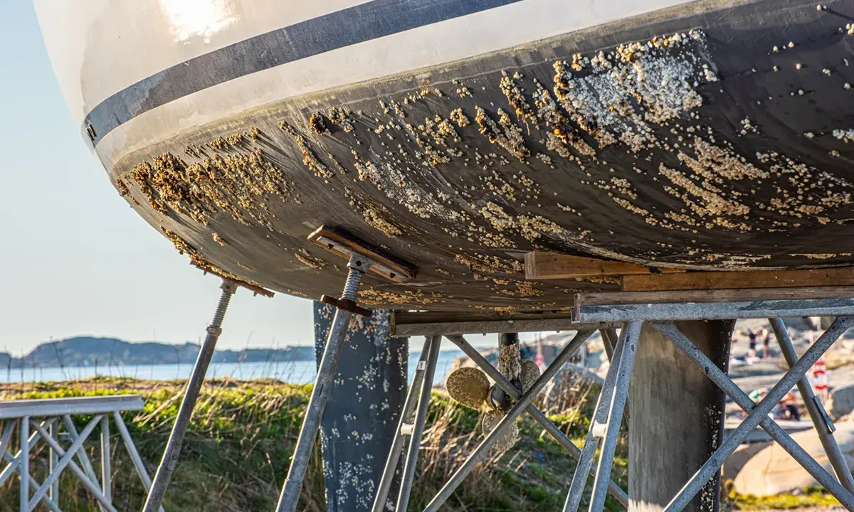 La coque d'un bateau est couverte de bernacles, signe qu'un traitement antifouling bateau est nécessaire.