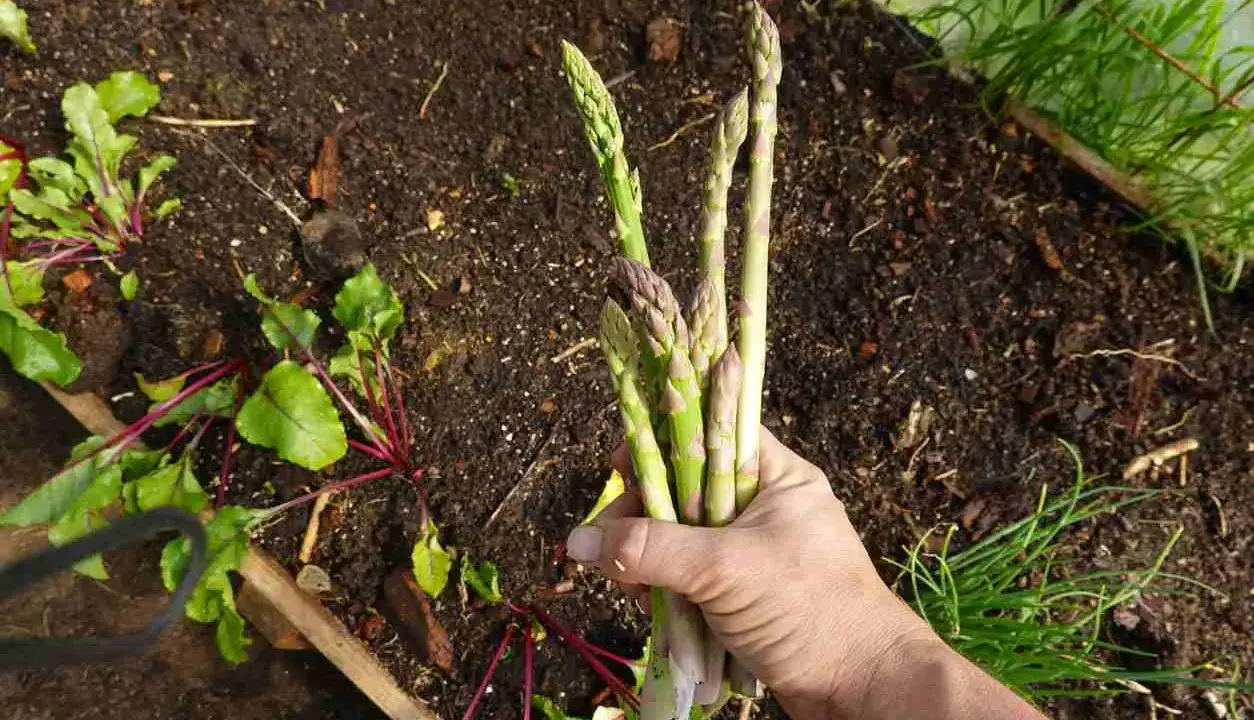 Main d'un jardinier tenant un bouquet d'asperges vertes et violettes, prêt à les planter. Des betteraves poussent à côté.