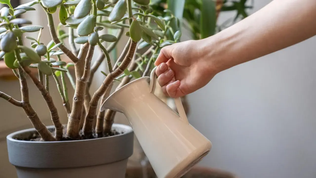 Mano riega un árbol de jade con una regadera blanca. Las hojas verdes y carnosas del árbol de jade reciben agua.