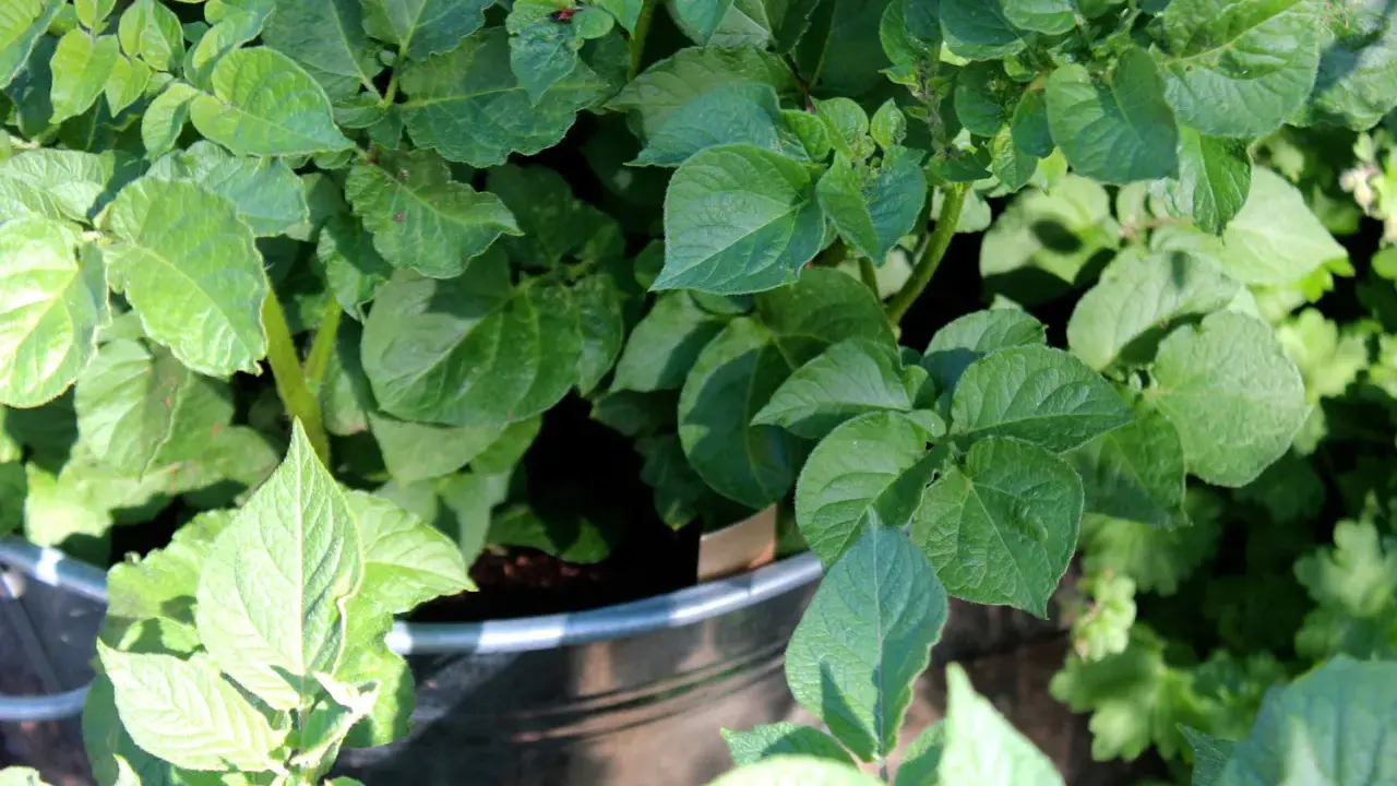 Gröna potatisplantor växer frodigt i en hink, redo för att odla potatis i hink.