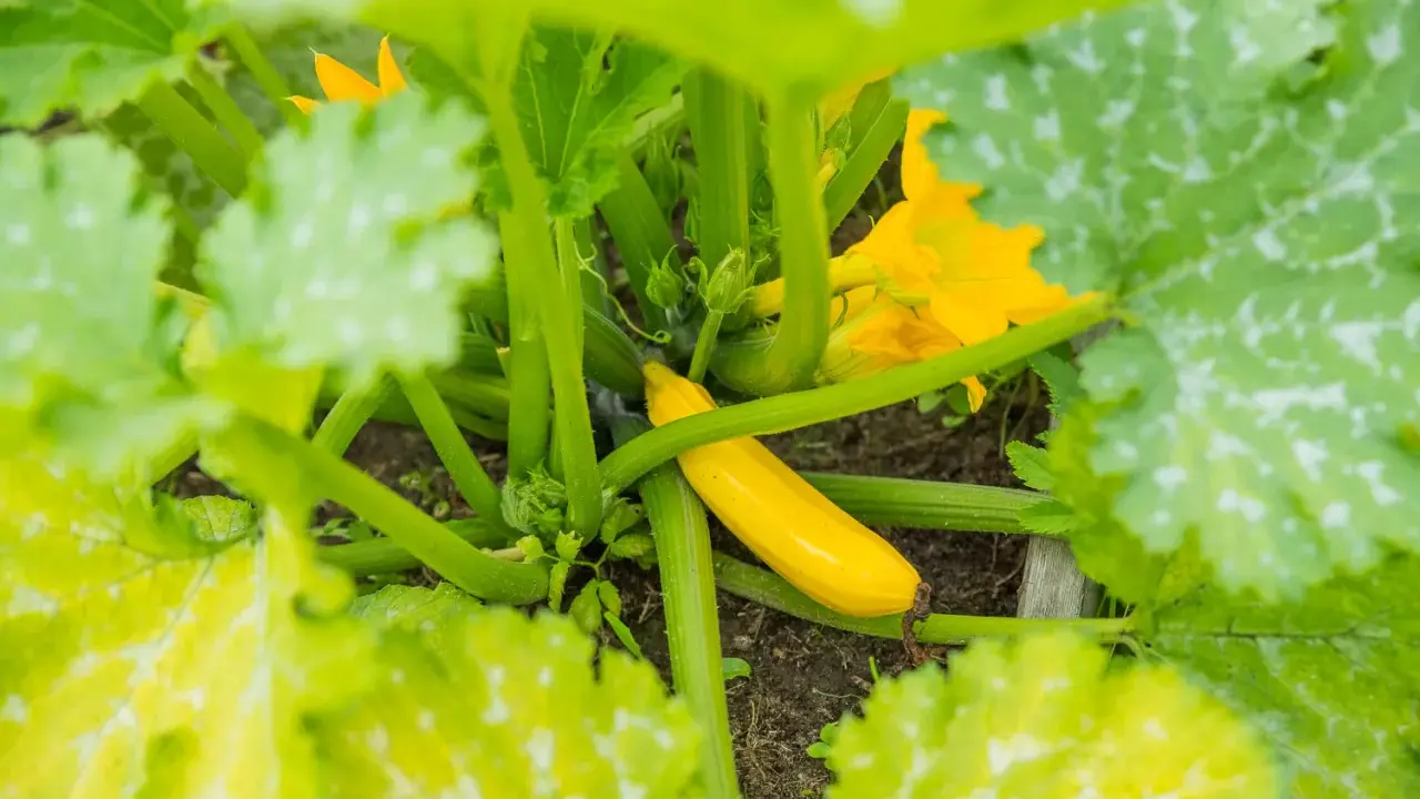 Courgette jaune, encore petite, entourée de feuilles vertes et de fleurs. Peut-être est-ce la raison pour laquelle les courgettes ne grossissent pas ?
