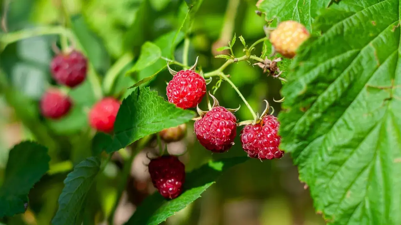 Reife rote Himbeeren an einem Strauch mit grünen Blättern.