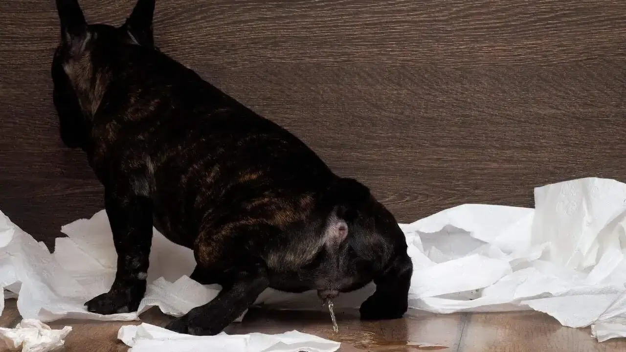 Piesek z zapaleniem pęcherza oddaje mocz na papierowe ręczniki.