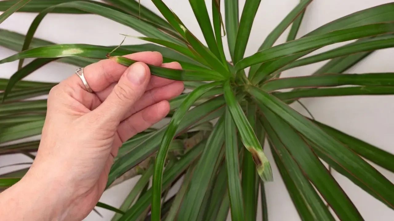Dłoń sprawdza liście draceny, na których widać brązowe plamy. Czy dracena lubi zraszanie?