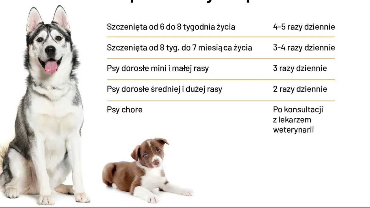 Tabela: ile powinien jeść szczeniak i dorosły pies. Podział na wiek i rasę, a także zalecenia dla psów chorych.