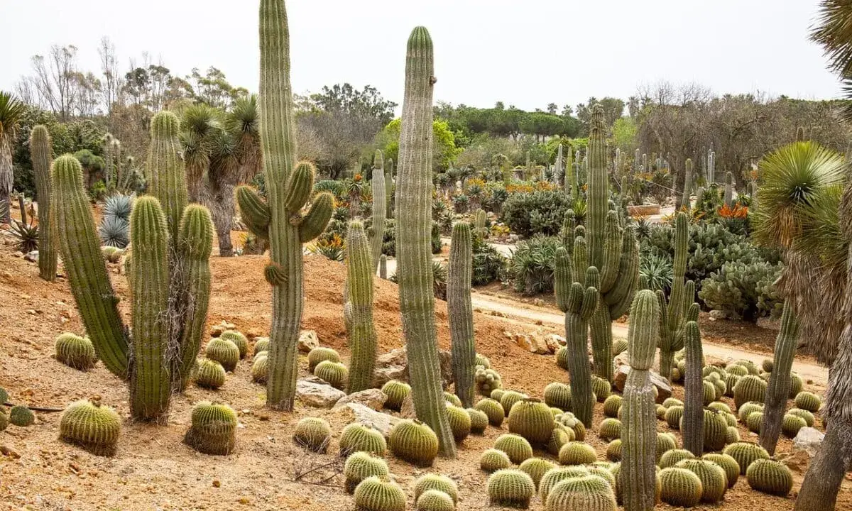 Un jardin luxuriant de cactus exterieur resistant au gel, avec des spécimens imposants et des coussins de petites boules épineuses sur le sol sablonneux.