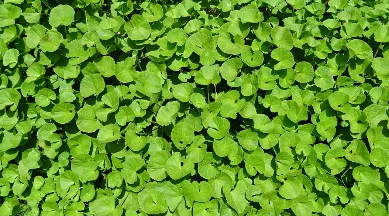 Un tapis dense de feuilles rondes et vertes de centella asiatica, baignées de soleil.