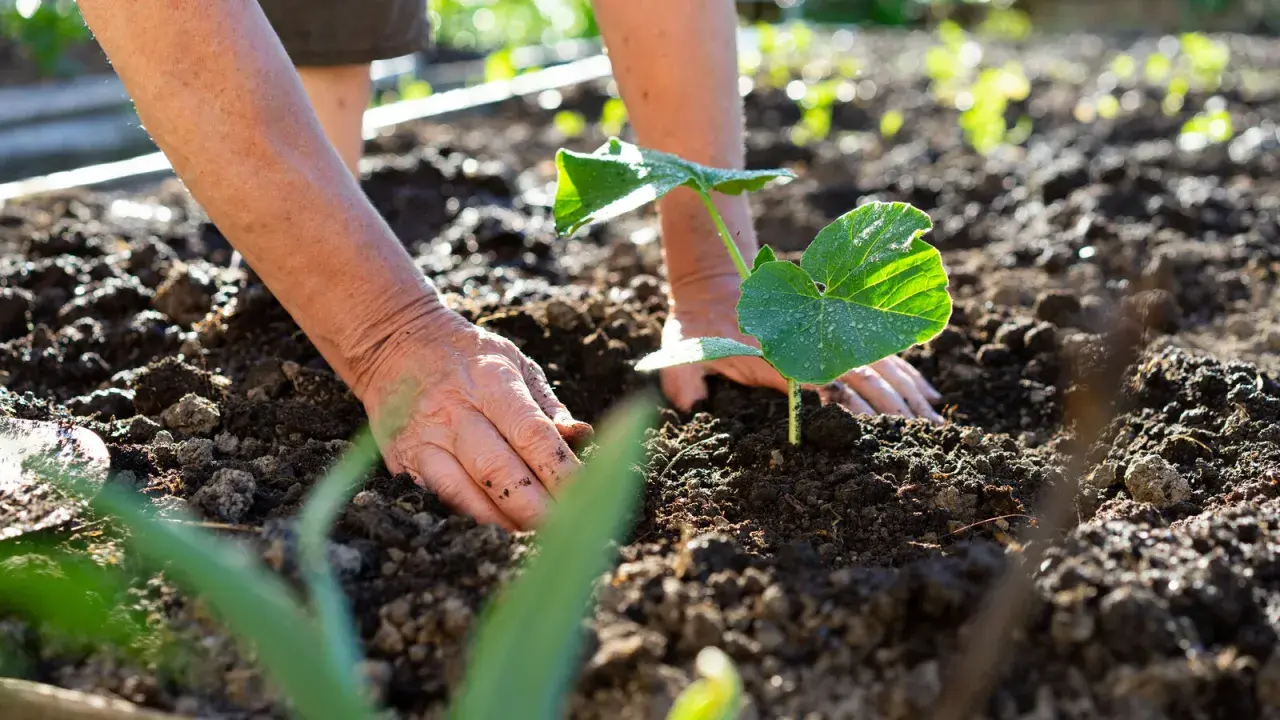 Mains plantant une jeune pousse de courge dans la terre. Le soleil éclaire les feuilles vertes et humides.