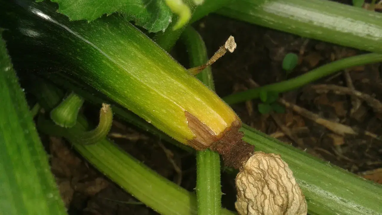Courgette verte avec le bout qui pourrit, signe de manque de calcium ou d'arrosage irrégulier.