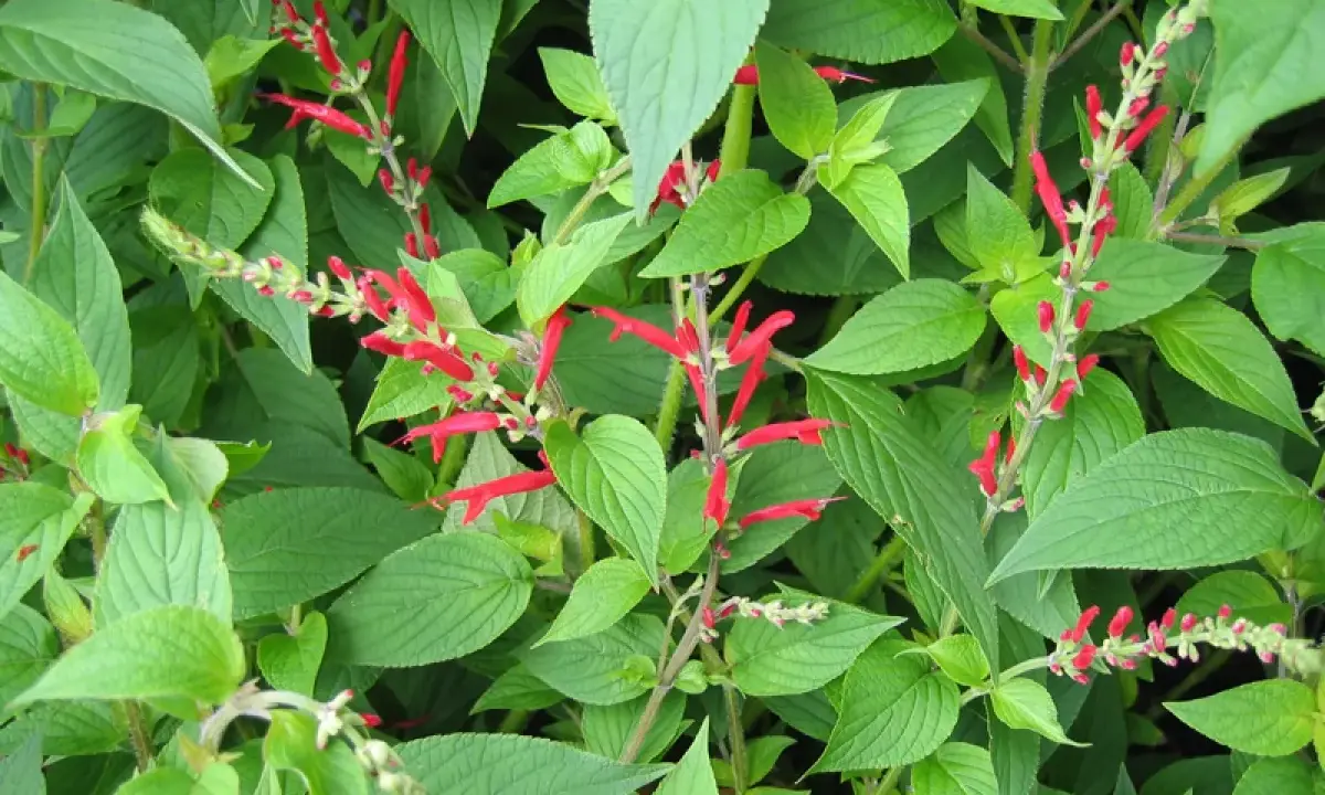 Des tiges de sauge ananas aux fleurs rouges vives se dressent au milieu de feuilles vertes luxuriantes.
