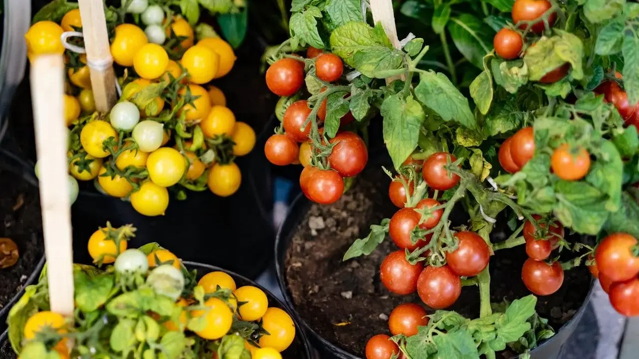 Pied de tomate cerise rouge et jaune, prêt à être récolté. Des grappes de fruits mûrs sur des plants en pot.