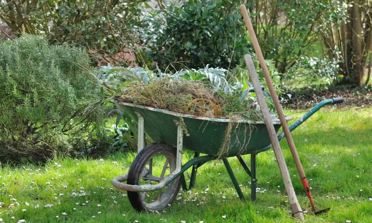 Brouette remplie de débris végétaux, à côté d'une houe et d'un râteau, sur un terrain envahi par les ronces et l'herbe folle.