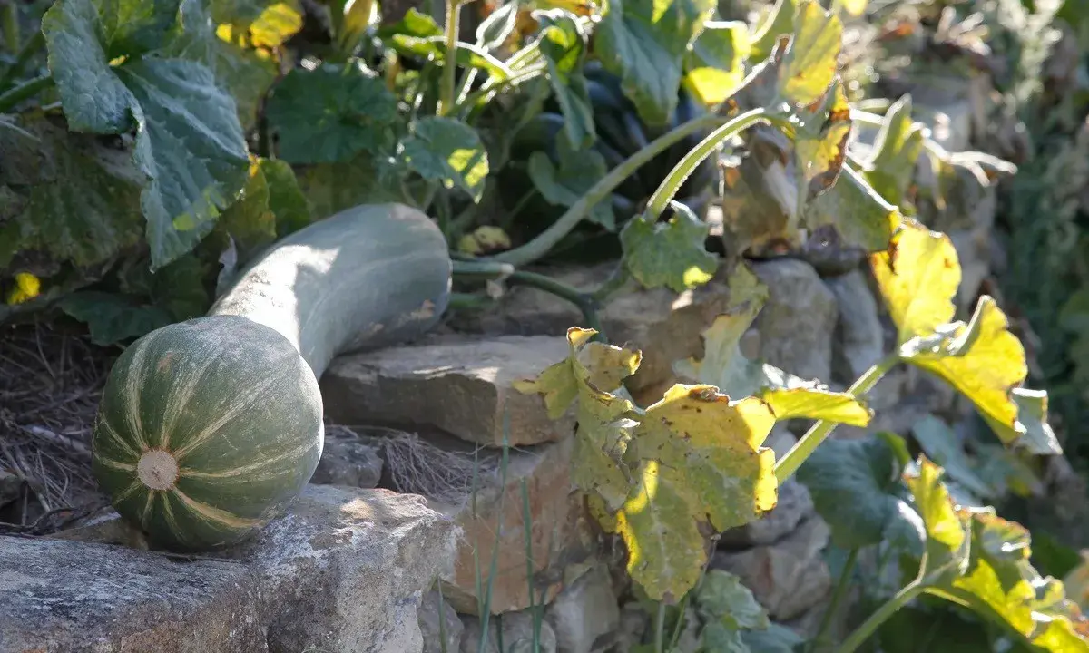 Une courge longue verte, aux rayures claires, repose sur des pierres. Ses feuilles jaunies s'étendent au soleil.