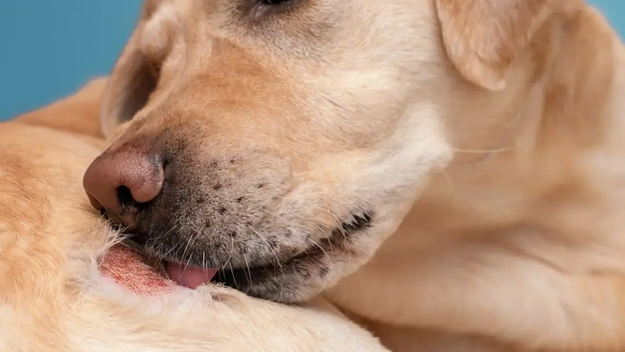 Un chien se lèche une plaie. Recherche d'un traitement naturel pour cette plaie de léchage chien.