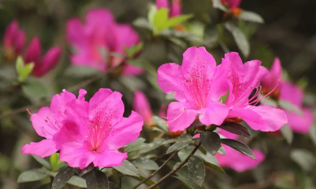 Fleurs roses vives d'une azalée du Japon, avec des pétales délicats et des taches plus foncées au centre.