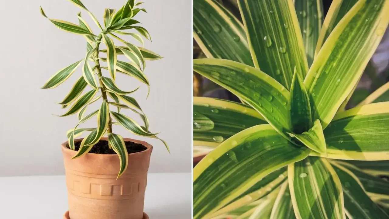 Dracena odwrócona w terakotowej doniczce, z bliska widać jej zielono-żółte liście z kroplami wody.