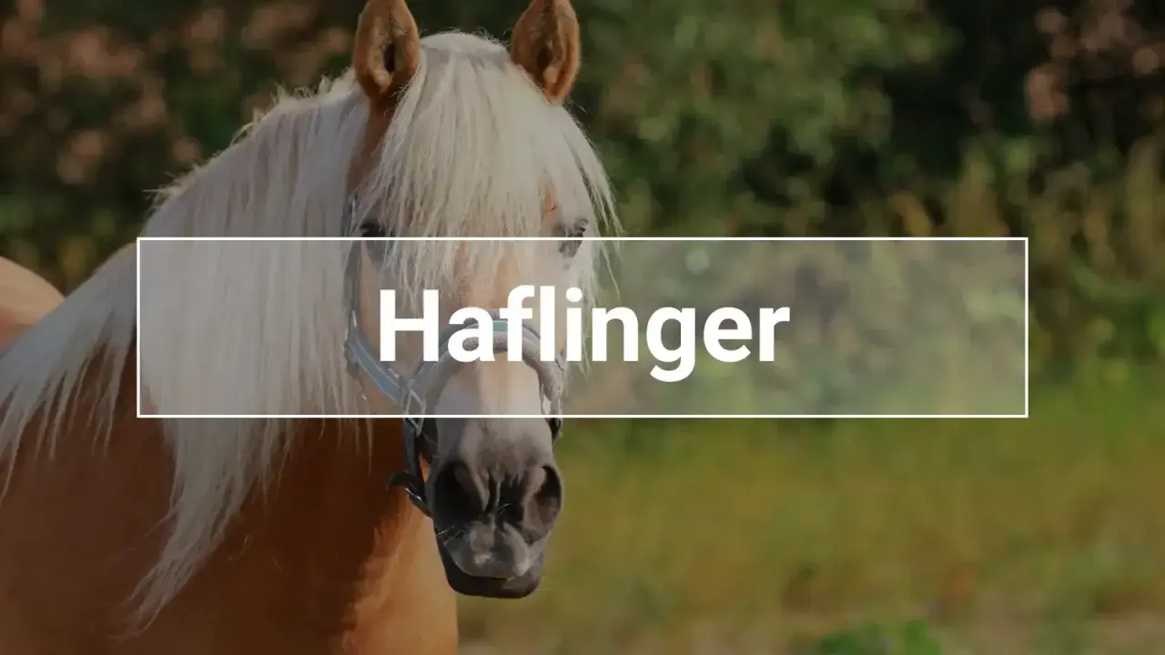 Ein Haflinger-Pferd mit heller Mähne. Diese Rasse ist bekannt für ihre Langlebigkeit; wie alt werden Haflinger?