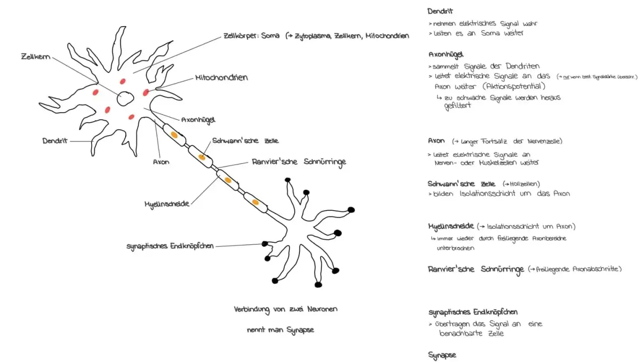 Schema einer Nervenzelle mit Dendriten, Axon und synaptischem Endknöpfchen. Die Verbindung zweier Neuronen, die interneuronale Synapse, wird gezeigt.