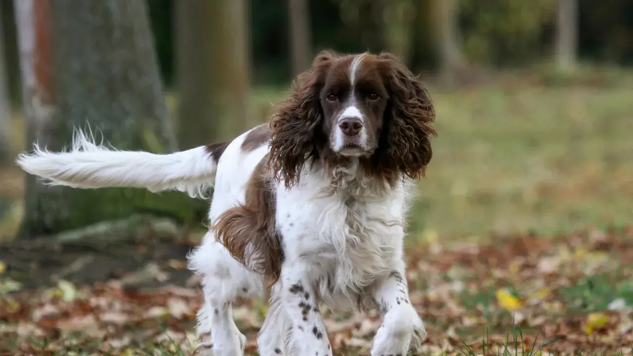 Un chien anglais, un Springer, court dans les feuilles d'automne.
