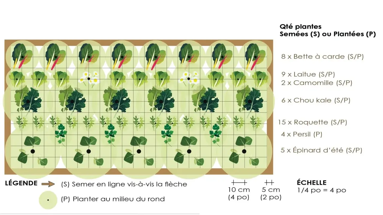 Plan de potager productif avec légumes feuilles : bette, laitue, chou kale, roquette, persil, épinard. Idéal pour la rotation culture potager.