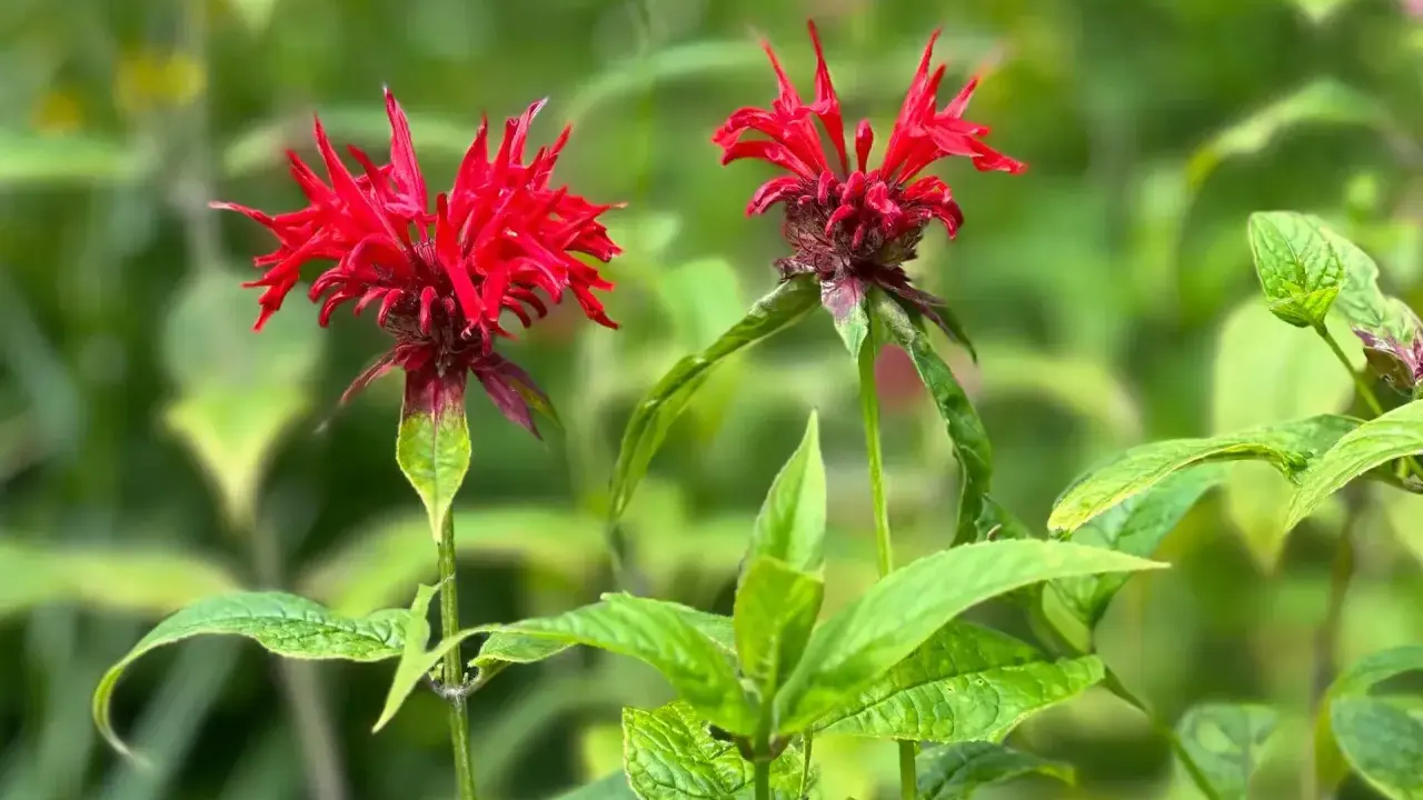 Two vibrant red bee balm flowers bloom in summer, their spiky petals reaching towards the sun.