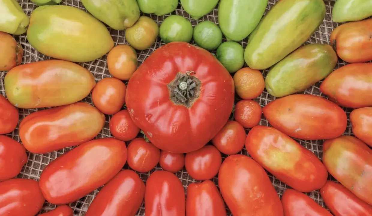 Un assortiment de tomates de différentes tailles et couleurs, du rouge vif au jaune pâle, avec quelques poivrons verts. La tomate fruit ou légume est au centre.