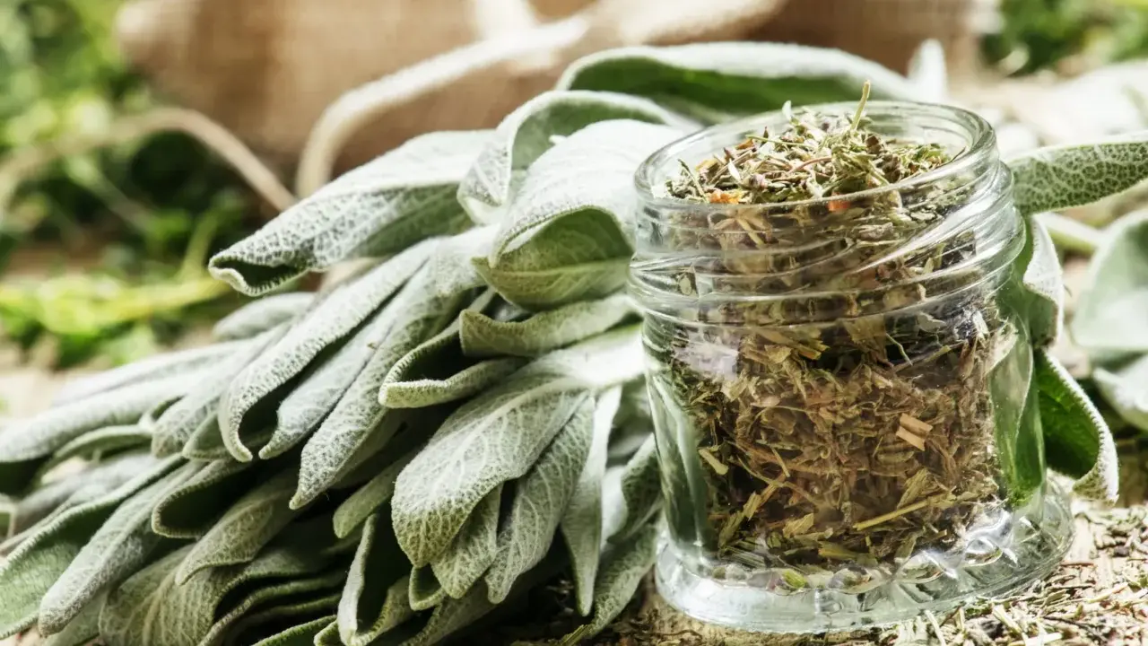 Un bouquet de feuilles de sauge officinale fraîche à côté d'un bocal rempli de sauge séchée. Les bienfaits de la sauge officinale sont nombreux.