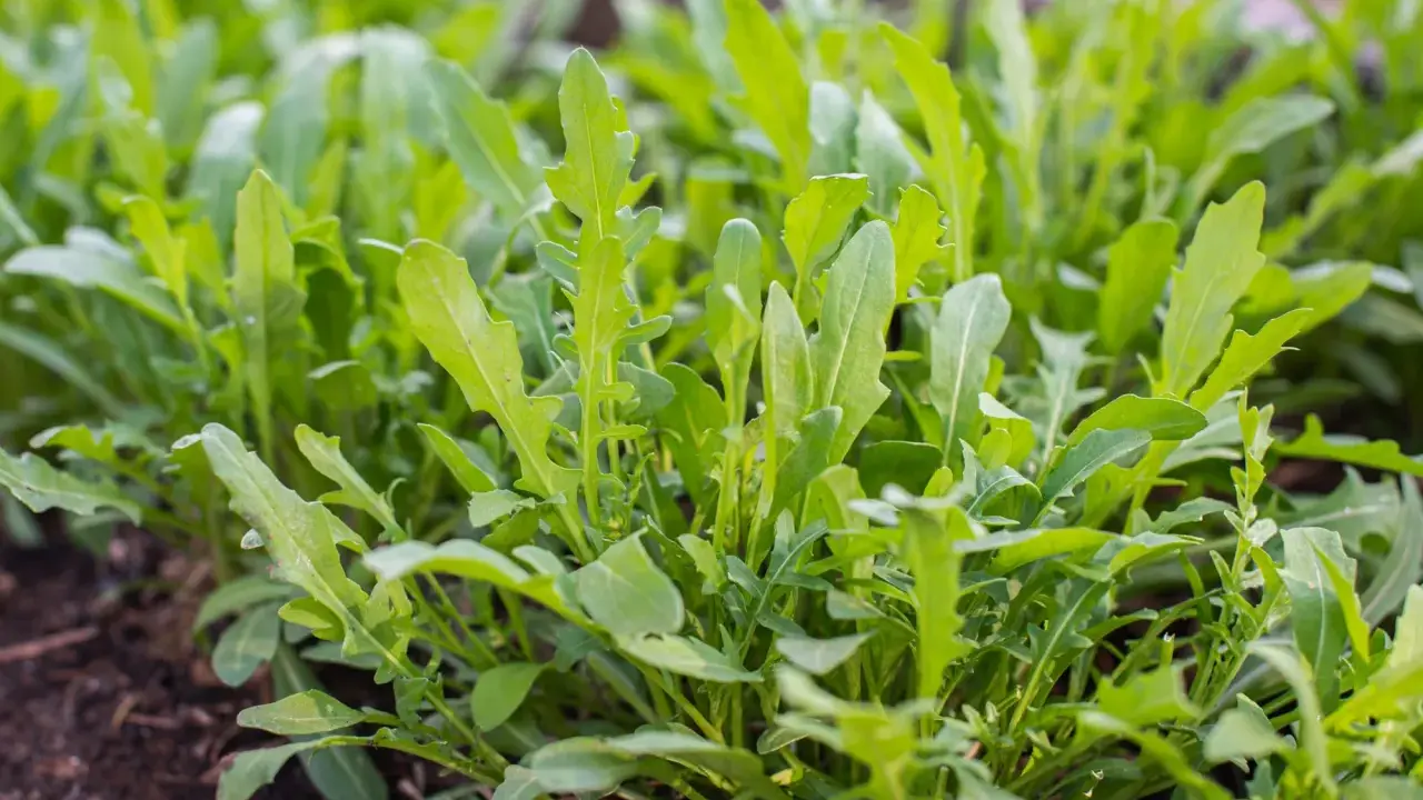 Frisch grüne Rucola Pflanzen wachsen dicht im Boden. Die Blätter sind gezackt und bereit für die Ernte.