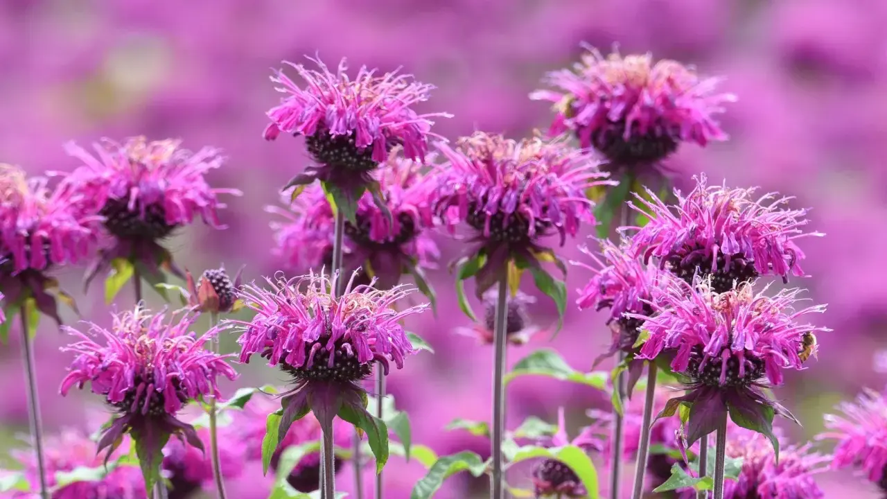 A bee visits a vibrant pink bee balm flower, thriving in the sun. The field of bee balm flowers stretches into a soft purple blur.