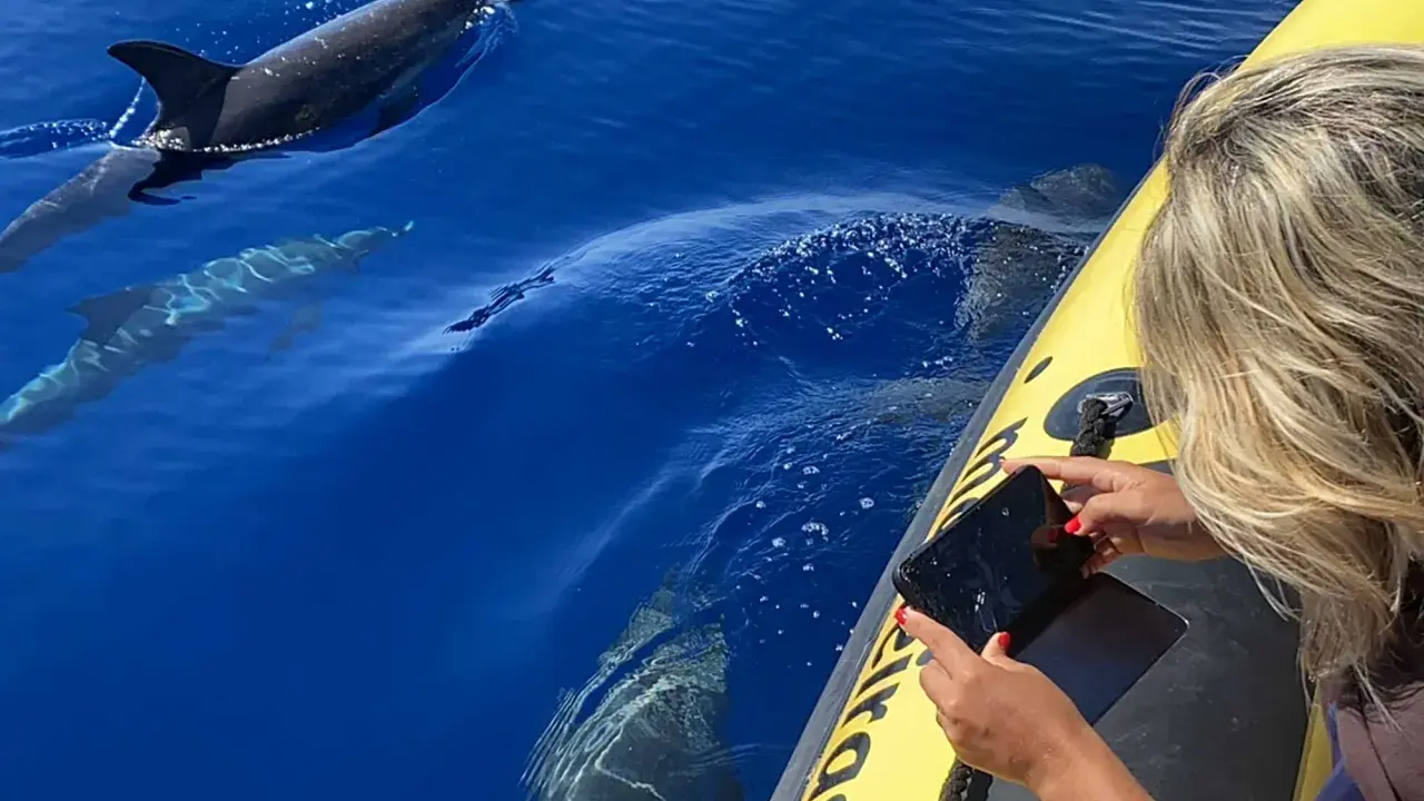 Frau fotografiert Madeira Delfine vom Boot aus. Mehrere Delfine schwimmen im tiefblauen Wasser.