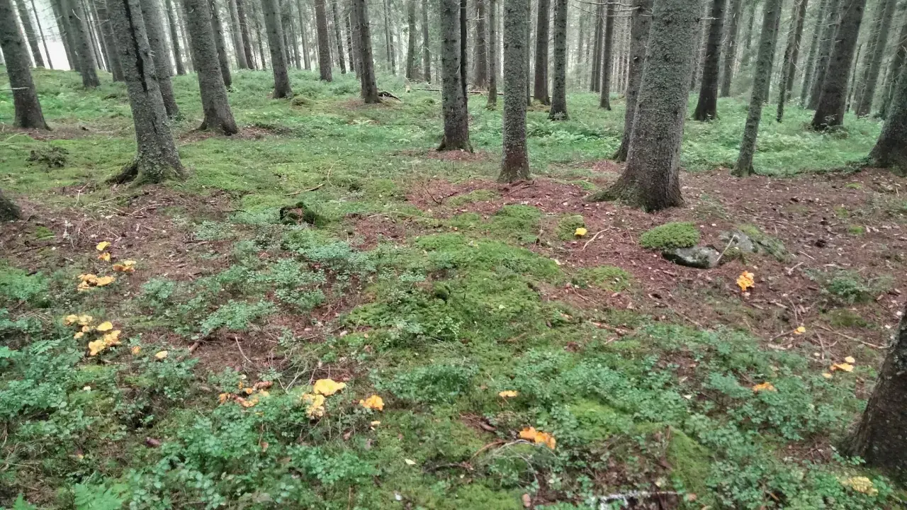 I en grönskande skog med höga träd syns många gula kantareller bland mossa och lingonris. En perfekt plats att leta efter svamp!