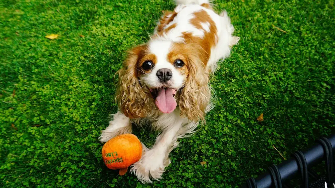Uśmiechnięty king charles cavalier leży na trawie obok pomarańczowej zabawki w kształcie dyni.