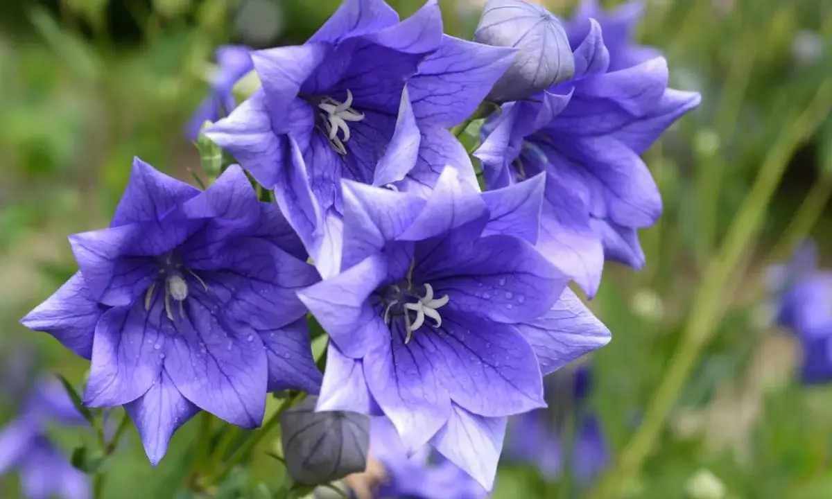 Fleurs bleues en forme d'étoile, parfaites comme fleurs à planter en ce moment pour égayer votre jardin.