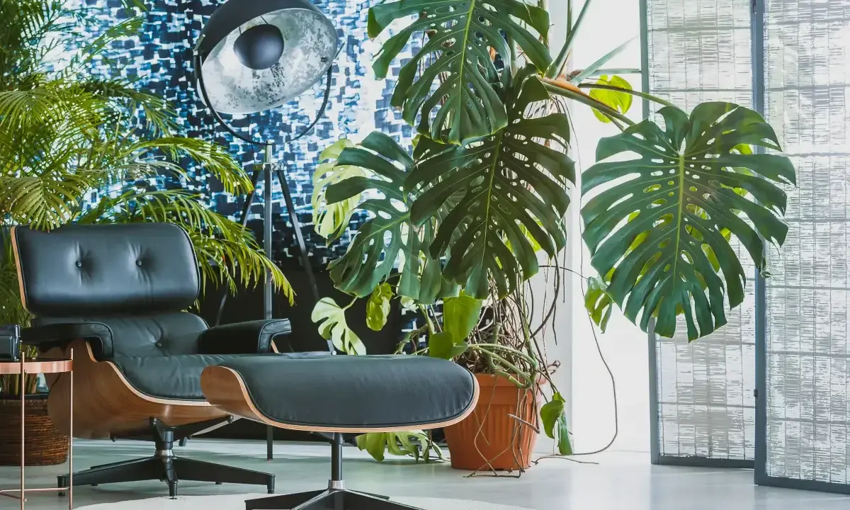 Monstera w brązowej doniczce, obok czarnego fotela i lampy. Idealna doniczka do monstery powinna być przestronna.