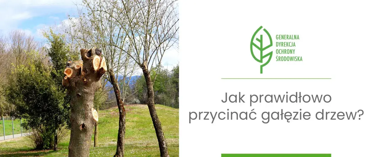 Przycięte pnie drzew i młode drzewka na tle zieleni. Grafika z logo Generalnej Dyrekcji Ochrony Środowiska i pytaniem: "Jak prawidłowo przycinać gałęzie drzew?".