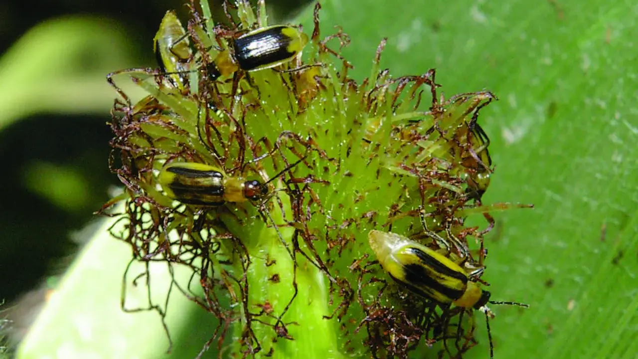 Several corn rootworm beetles are clustered on a green plant part, their yellow and black stripes visible.