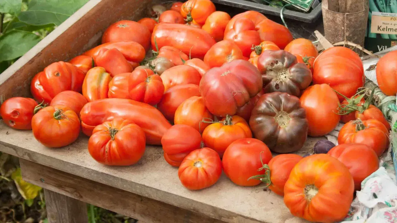 Un assortiment de tomates, certaines de forme allongée, d'autres rondes et côtelées, dont une variété de tomate qui résiste au mildiou.