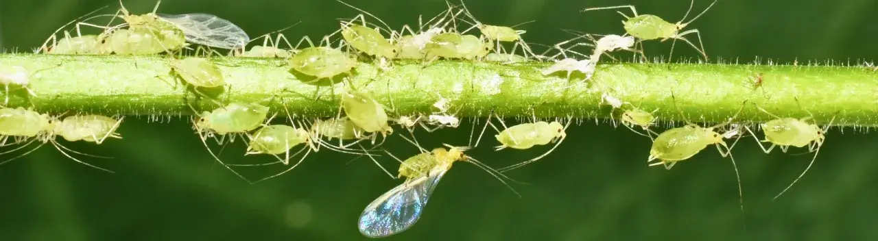 Un essaim de pucerons verts sur une tige de plante. Ces nuisibles sont un fléau pour les jardins, il faut agir contre les pucerons sur les plantes.
